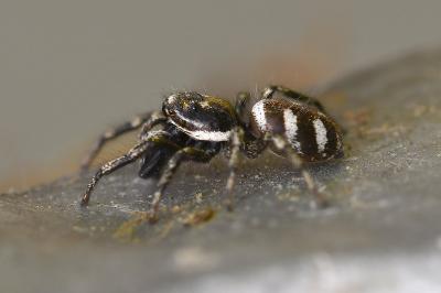 <i>Salticus scenicus</i>