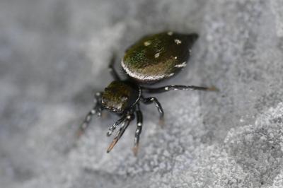 <i>Heliophanus kochii</i>