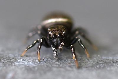 <i>Heliophanus kochii</i>