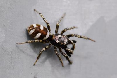 <i>Salticus scenicus</i>