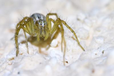 <i>Oxyopes lineatus</i>