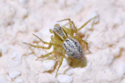 <i>Oxyopes lineatus</i>