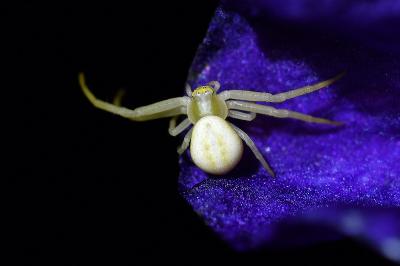 <i>Misumena vatia</i>