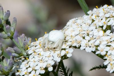 <i>Misumena vatia</i>