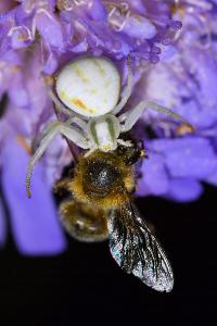 <i>Misumena vatia</i>
