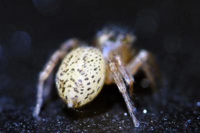 <i>Saitis barbipes</i>