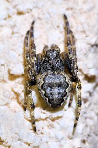 <i>Nuctenea umbratica</i>