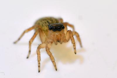<i>Saitis barbipes</i>
