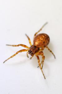 <i>Cercidia prominens</i>