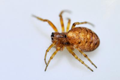 <i>Cercidia prominens</i>
