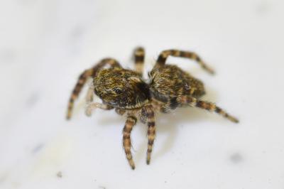 <i>Pseudeuophrys erratica</i>