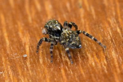 <i>Pseudeuophrys erratica</i>
