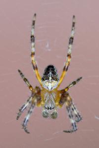 <i>Araneus diadematus</i>