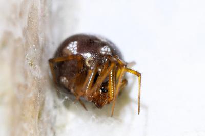 <i>Steatoda triangulosa</i>