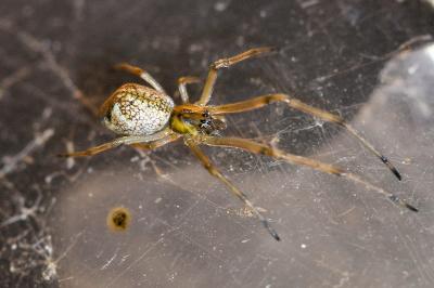 <i>Tetragnatha obtusa</i>