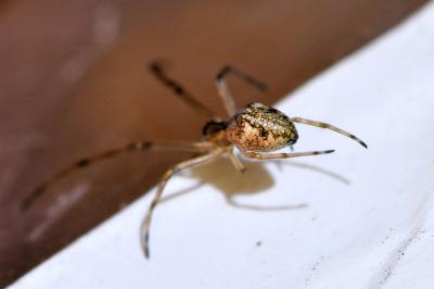 <i>Tetragnatha obtusa</i>
