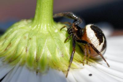 <i>Synema globosum</i>