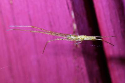 <i>Tetragnatha</i>