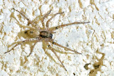 <i>Anyphaena accentuata</i>