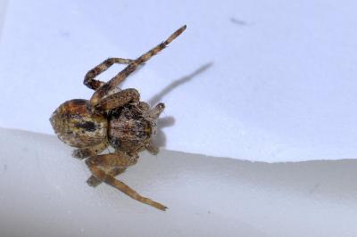 <i>Philodromus</i>
