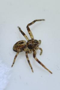 <i>Philodromus</i>