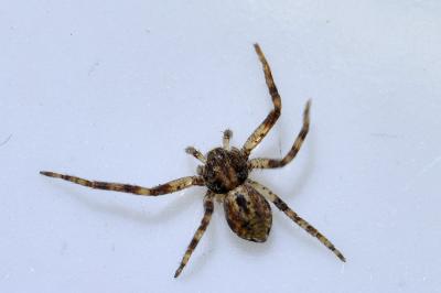 <i>Philodromus</i>