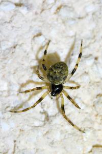 <i>Dipoena melanogaster</i>