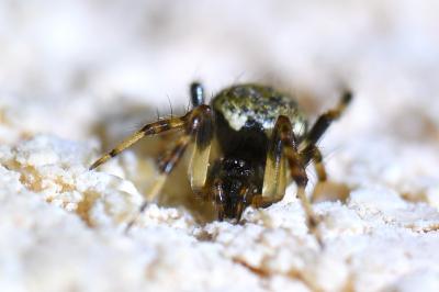 <i>Dipoena melanogaster</i>