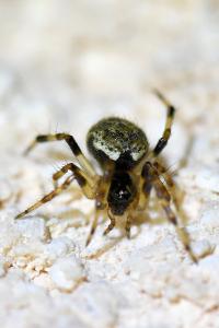 <i>Dipoena melanogaster</i>