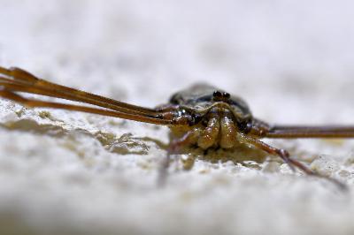 <i>Dicranopalpus ramosus</i>