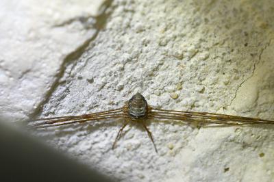 <i>Dicranopalpus ramosus</i>