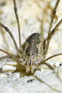 <i>Phalangium opilio</i>