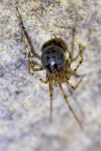 <i>Nesticus cellulanus</i>