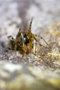 <i>Nesticus cellulanus</i>