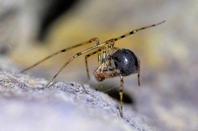 <i>Nesticus cellulanus</i>