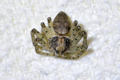 <i>Philodromus</i>