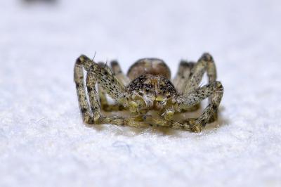 <i>Philodromus</i>
