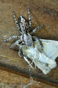 <i>Marpissa muscosa</i>