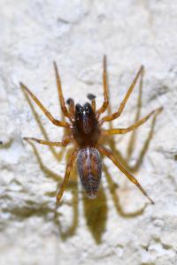 <i>Clubiona comta</i>