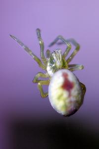 <i>Nigma puella</i>