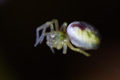 <i>Nigma puella</i>