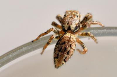 <i>Marpissa muscosa</i>