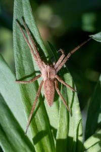 <i>Pisaura mirabilis</i>