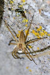 <i>Pisaura mirabilis</i>