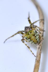 <i>Gibbaranea gibbosa</i>