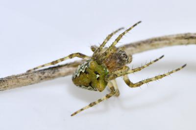 <i>Gibbaranea gibbosa</i>