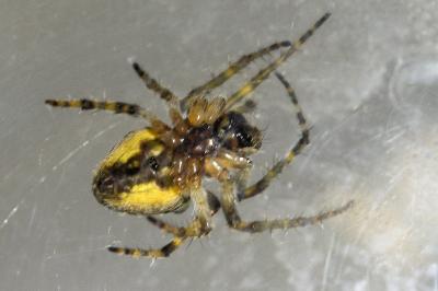 <i>Gibbaranea gibbosa</i>