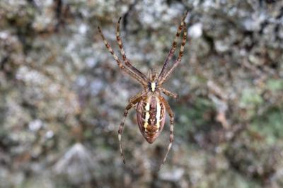 <i>Argiope bruennichi</i>