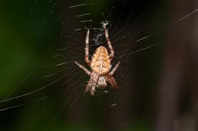 Araneus diadematus