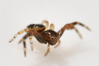 <i>Synema globosum</i>